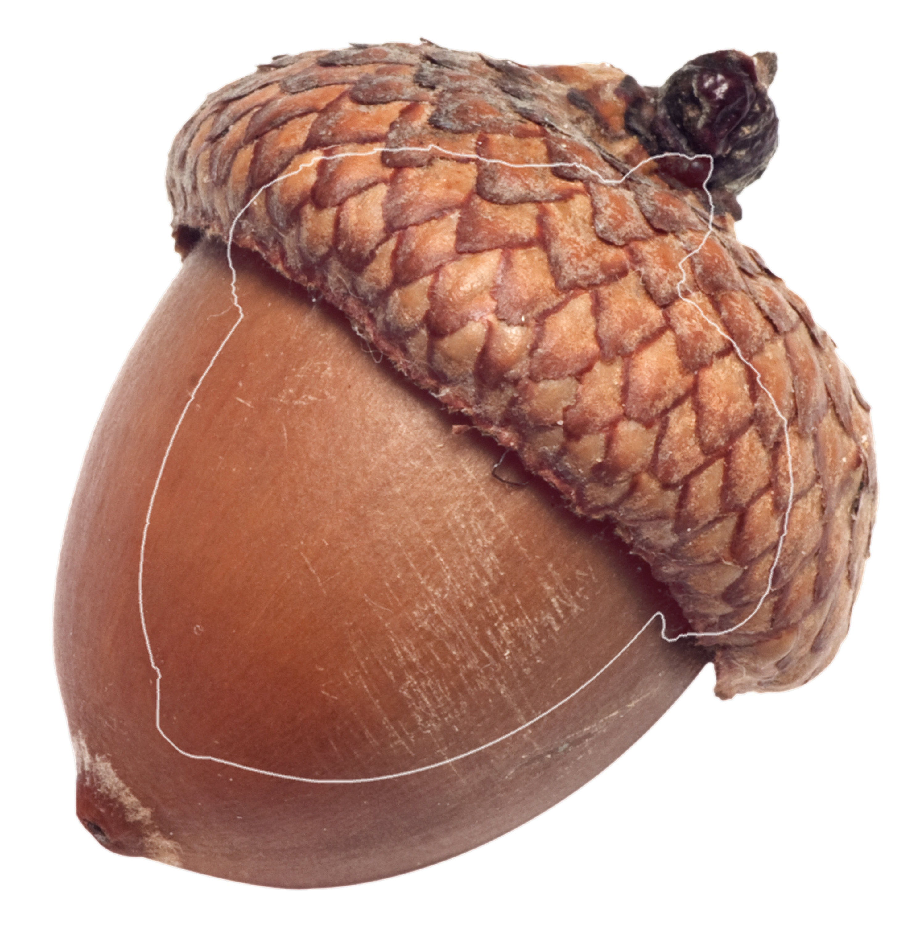 Two acorns of a tree as a symbol for the glans of the penis