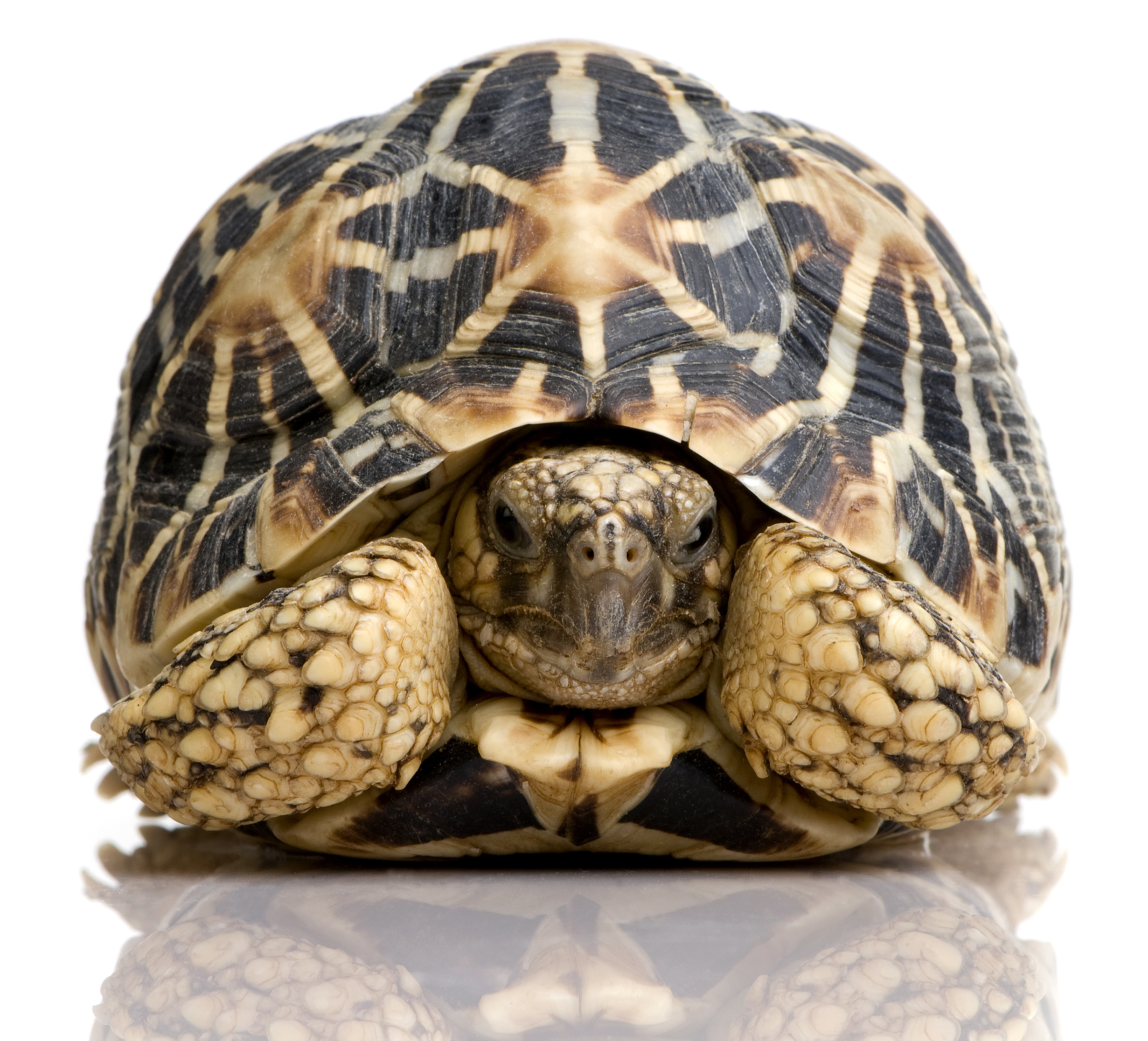 Turtle withdrawn into its shell as a symbol for a retractive penis